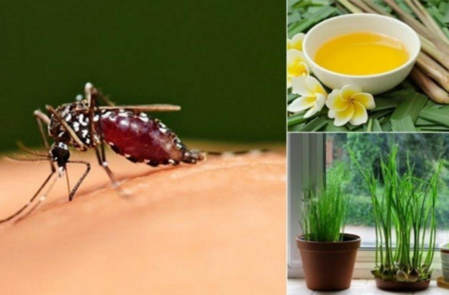 Những Giải Pháp An Toàn Để Đuổi Và Diệt Muỗi Tại Nhà