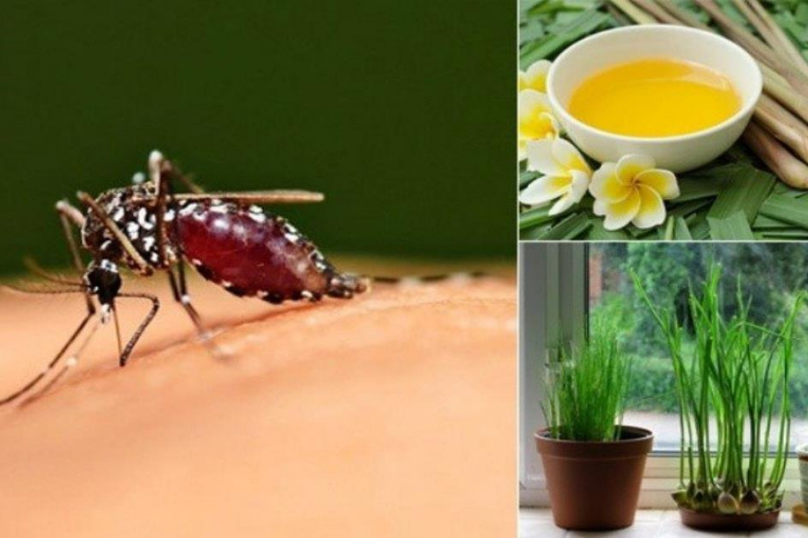 Những Giải Pháp An Toàn Để Đuổi Và Diệt Muỗi Tại Nhà