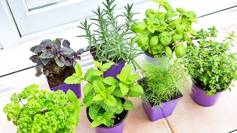 Những Giải Pháp An Toàn Để Đuổi Và Diệt Muỗi Tại Nhà 6 Các cây trong tự nhiên