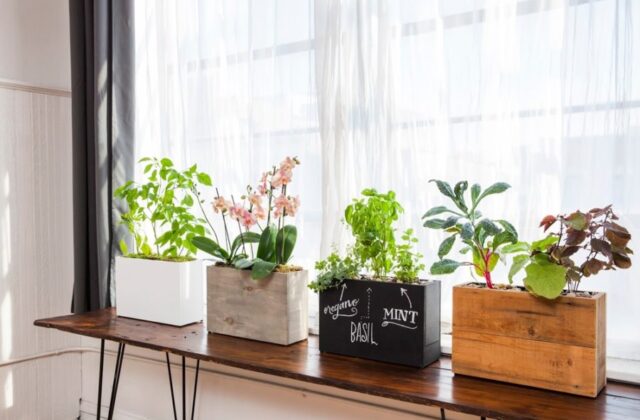 Những Cây Xanh Tuyệt Vời Để Làm Đẹp Không Gian Ngôi Nhà Bạn