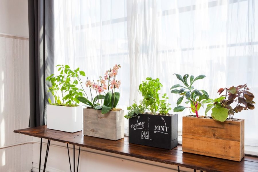 Những Cây Xanh Tuyệt Vời Để Làm Đẹp Không Gian Ngôi Nhà Bạn